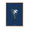 Brainchild Snowdrop Classic Poster, Frame Made Of Light Wood 30x40 Cm, Dark Blue Background