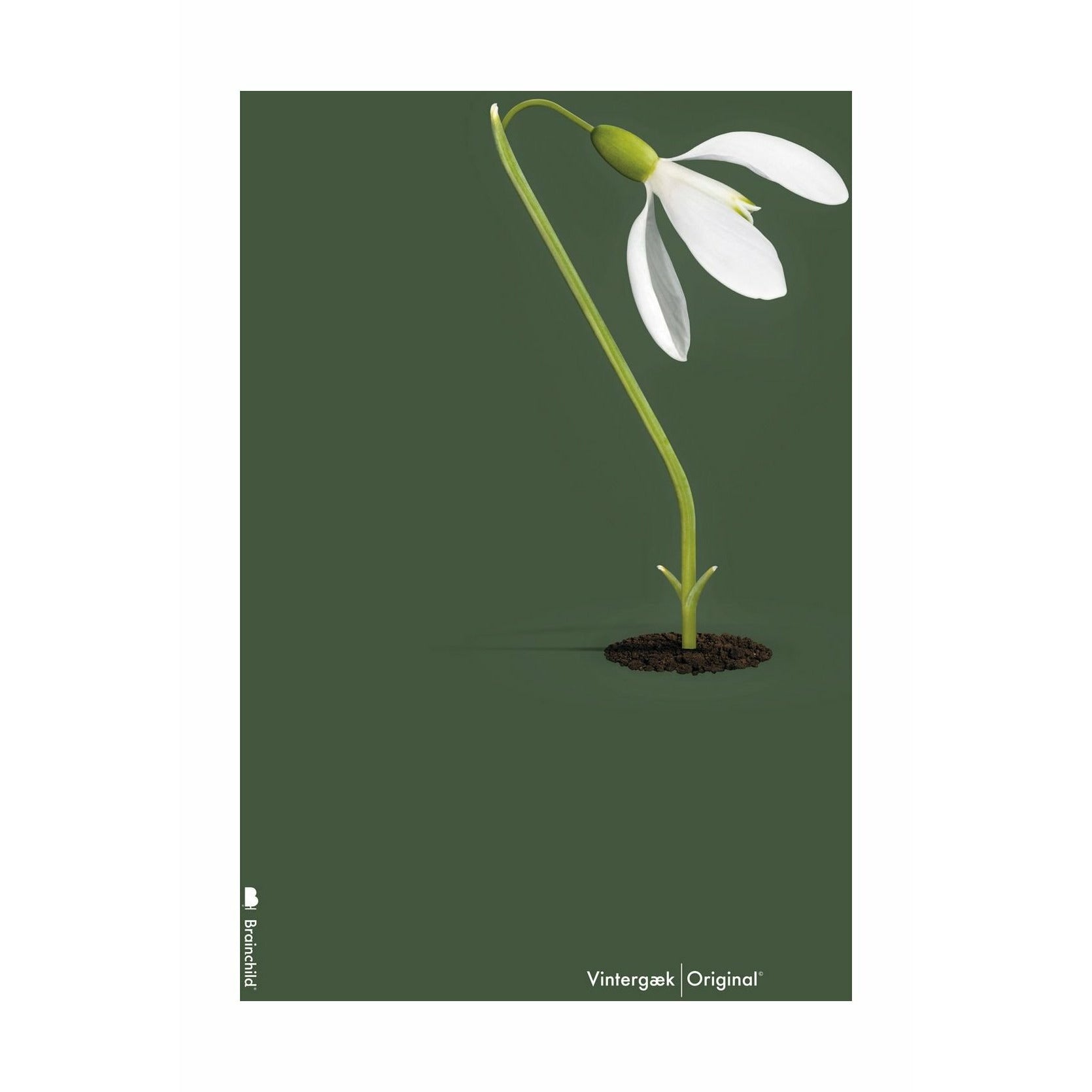 [product_category]-Brainchild Snowdrop Classic Poster Without Frame 50x70 Cm, Green Background-Brainchild-5713713200418-61003-BRA-1