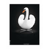 Brainchild Svane Klassisk Plakat Ingen Ramme 50X70 Cm, Hvid/Sort Baggrund