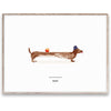 Paper Collective Doug The Dachshund Plakat, 30X40 Cm