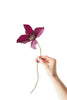 Studio About papirblomst Clematis, Aubergine