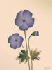 Vissevasse Geranium Plakat, Nude, 15X21 Cm