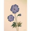 Vissevasse Geranium Plakat, Nude, 30X40 Cm